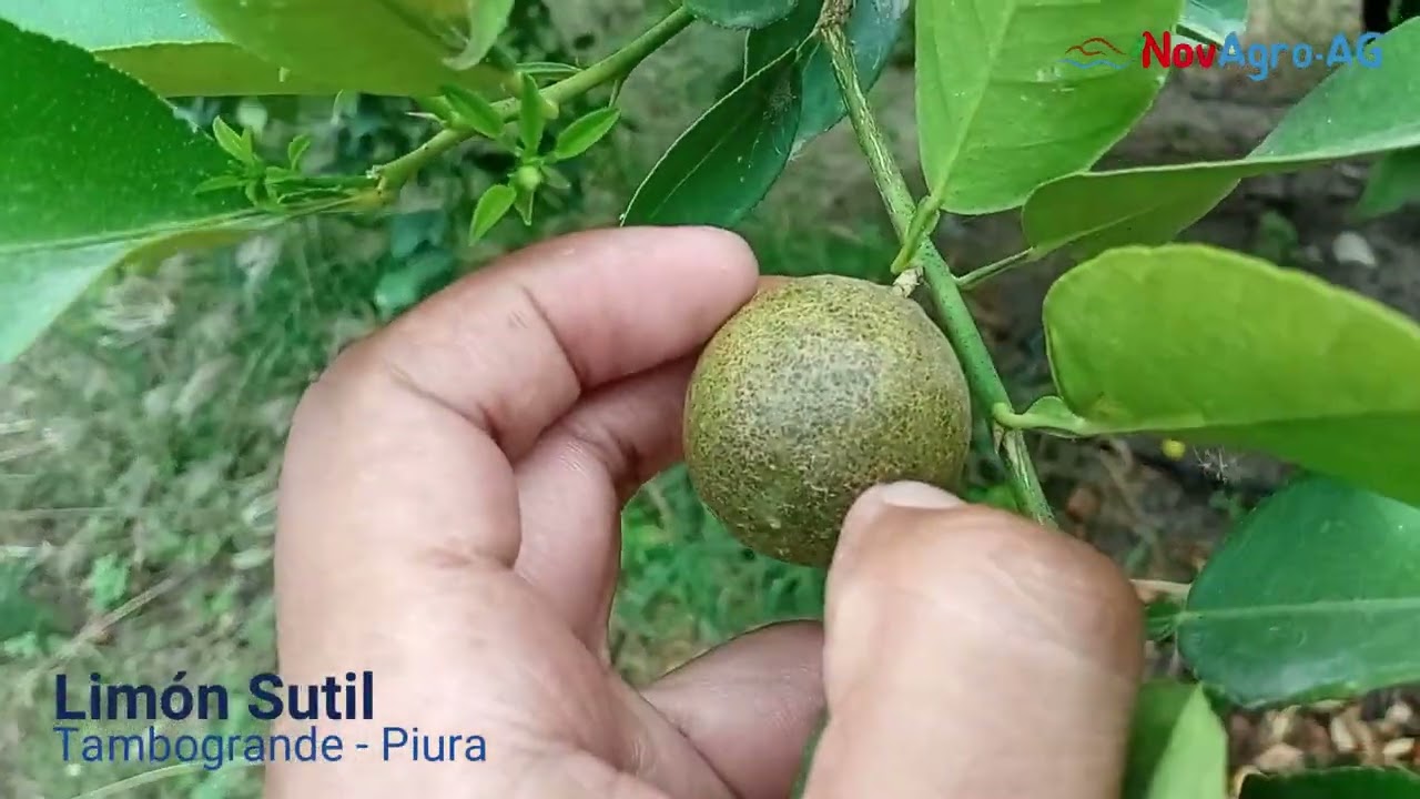 ACARO DEL TOSTADO DE LOS CITRICOS | NovAgro-AG