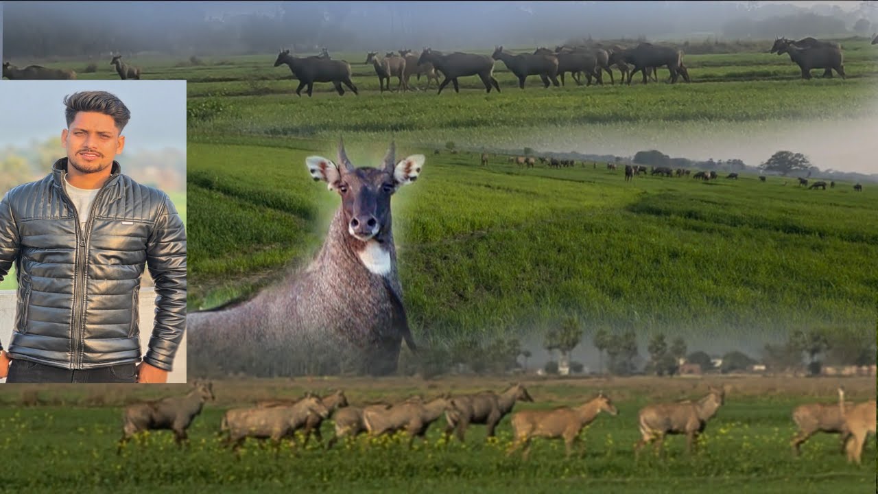 Aaj hm aapne khet me gye the aapna gehu ka fasal dekhne aur fasal barbad😱 kar raha tha lilgayi.
