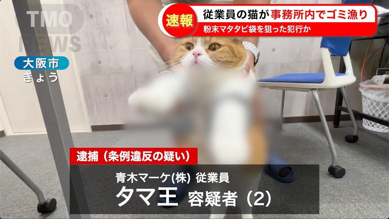 【🚨速報】会社猫タマ王をゴミ漁り条例違反で逮捕 マタタビ欲しさに犯行か
