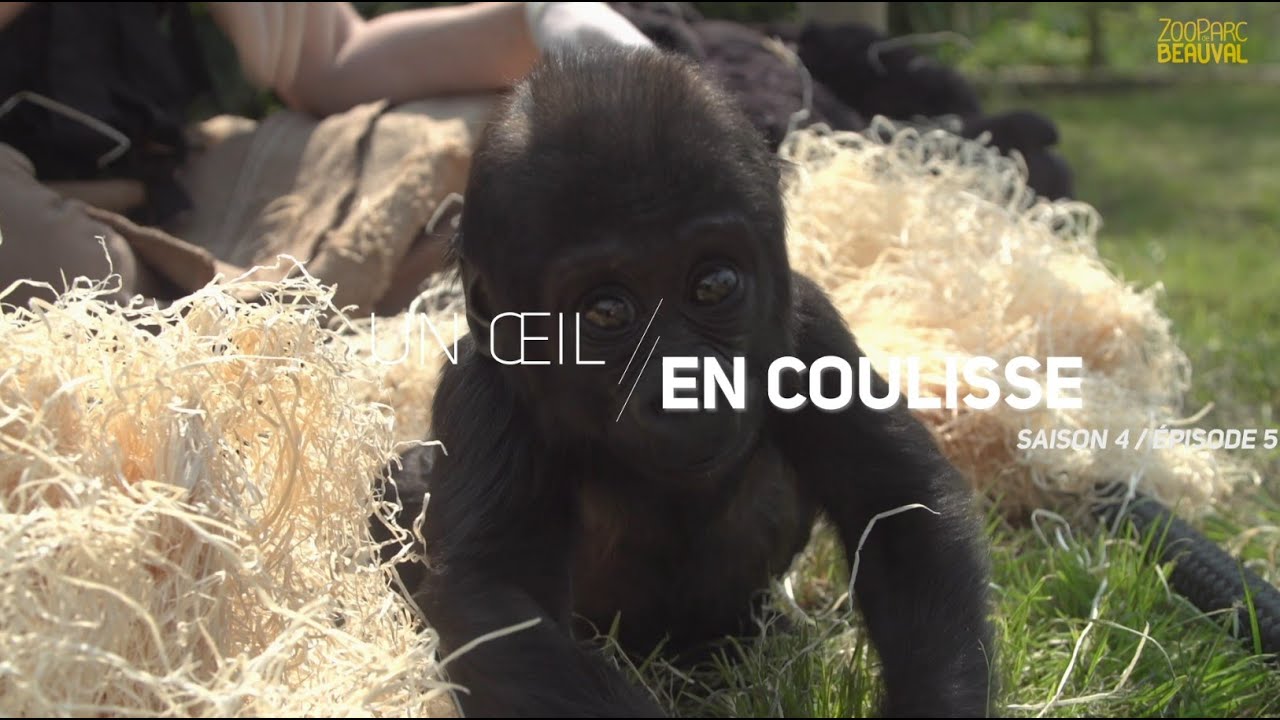 La belle histoire de M'Baku ! - Ep 5