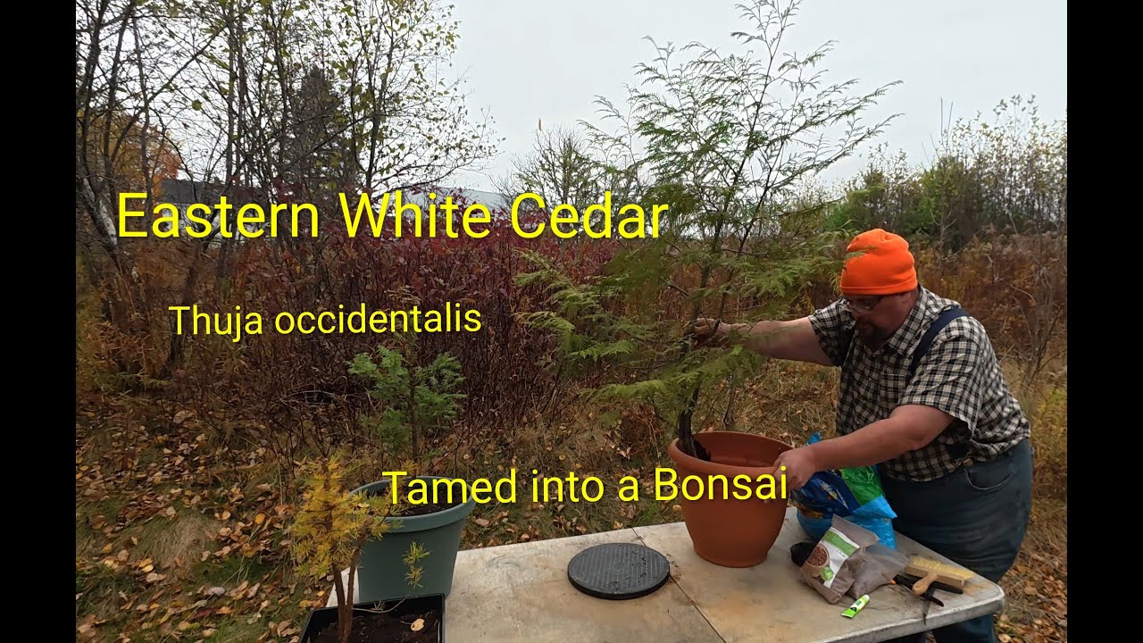 Eastern White Cedar: Thuja occidentalis, wild tree tamed into a Bonsai