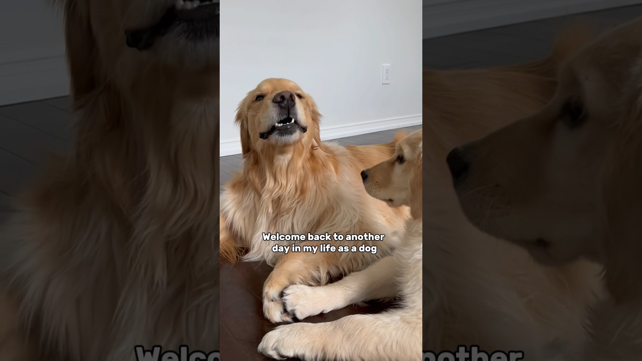 Living with a land shark 🦈 #dogs #dogshorts #goldenretriever #doglife #puppy #puppyvideos #puppies