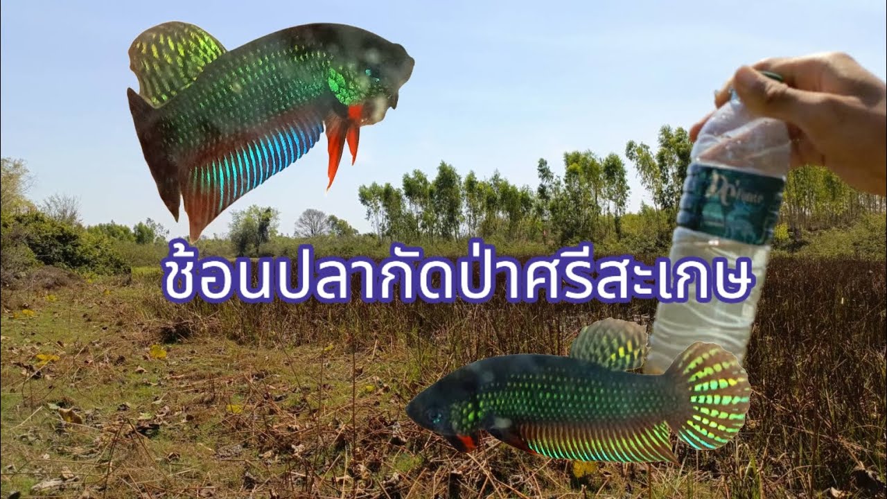 ตามหาแหล่งช้อนปลากัดป่า จังหวัดศรีสะเกษ EP.1#ปลากัดป่าอีสาน #ปลากัดไทย #ศรีสะเกษ