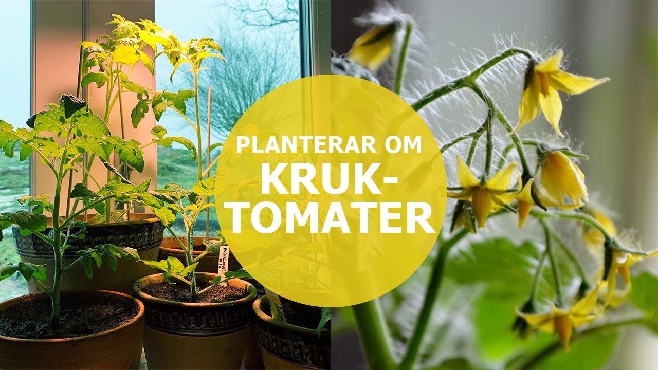 Kruktomater - att plantera om