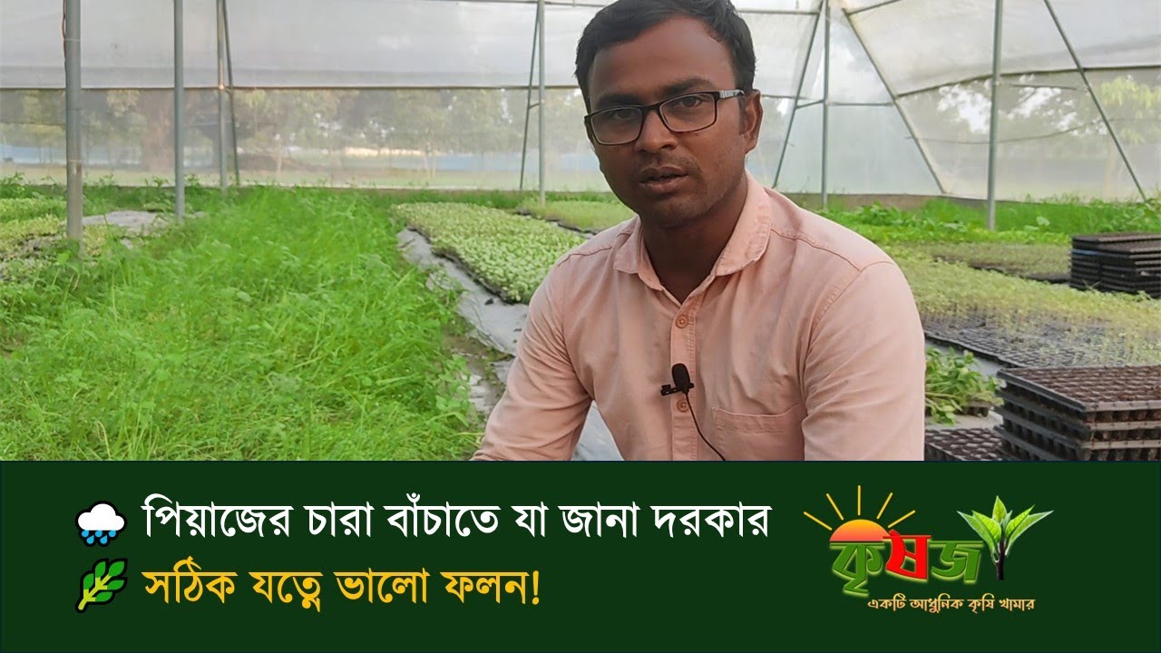 বর্ষাকালে পিয়াজের চারা উৎপাদনে সতর্কতা 🌱 | Onion Seedling Care Tips 🌿 Krishoz