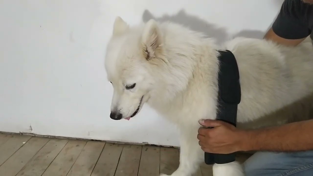 f&eacute;rula de codo perros