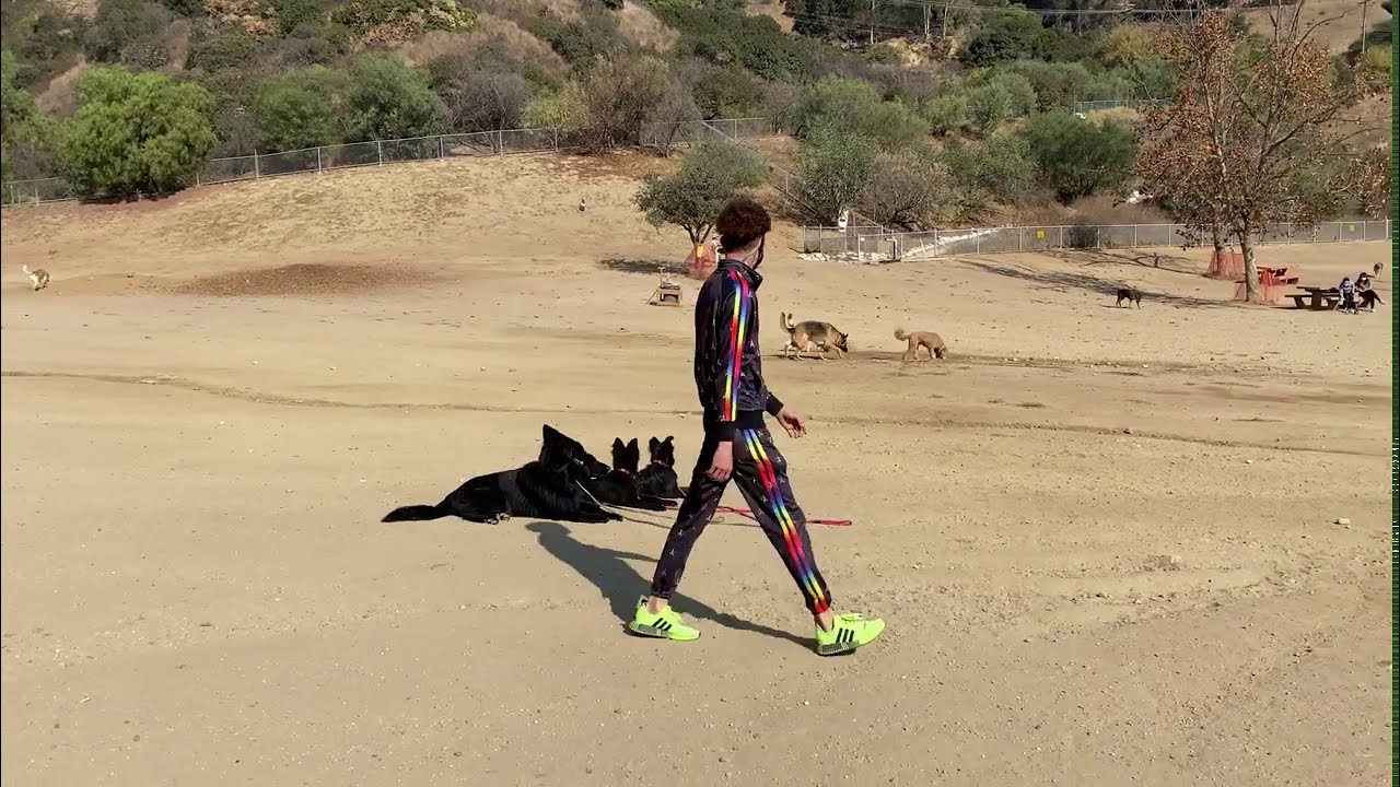 How I Train My Dogs From The Start.