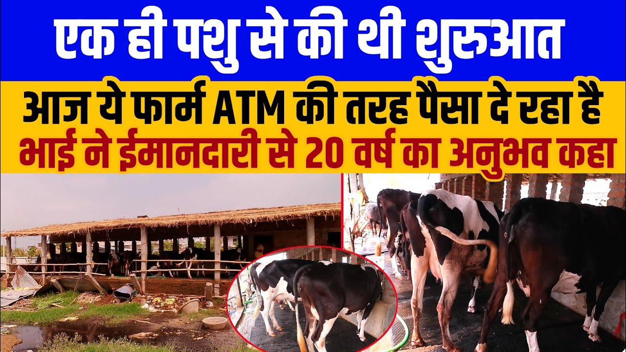 मात्र एक पशु से शुरु हुआ था फार्म-आज चलाते है परिवार/hf cross cow/top hf bull/Abs cow/pure hf bull