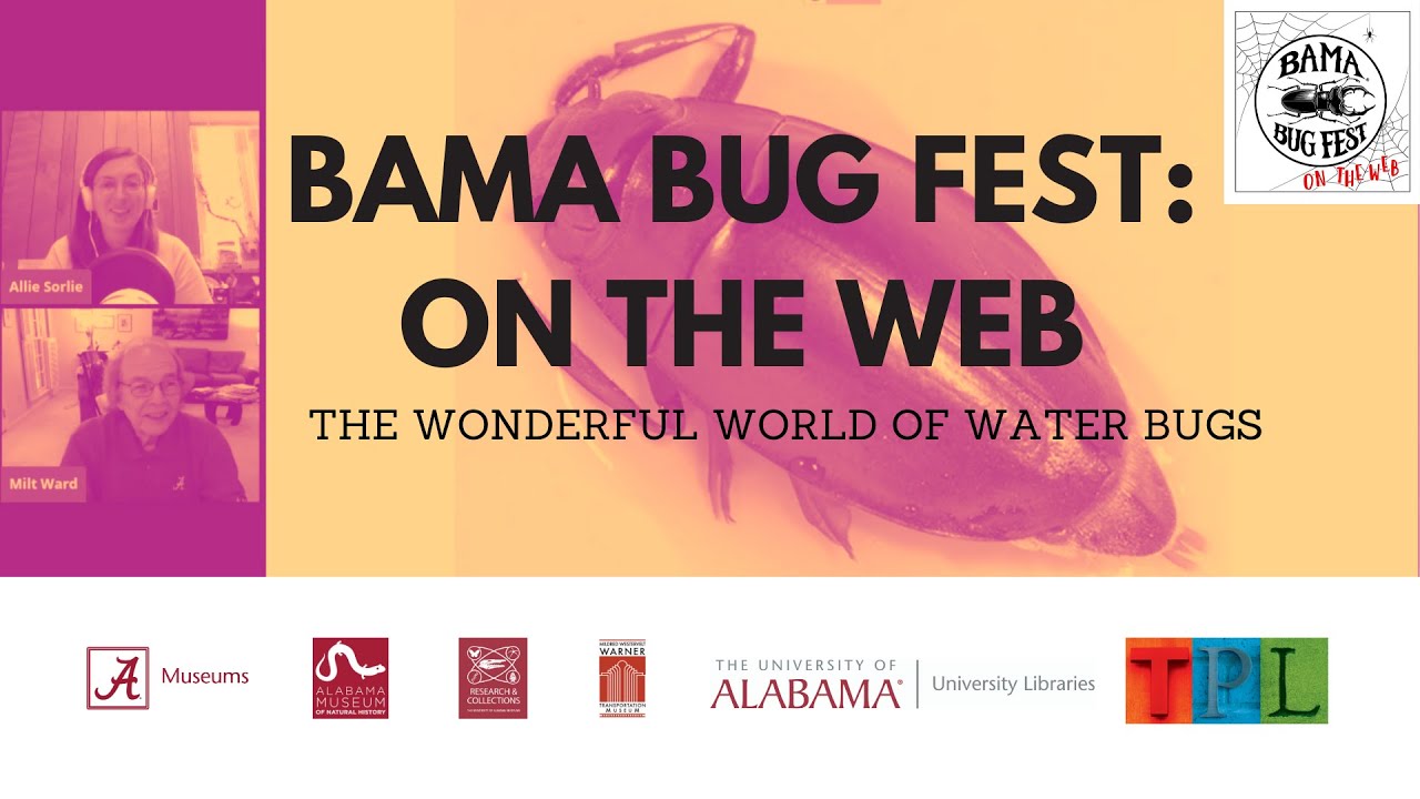 Bama Bug Fest: On the Web - The Wonderful World of Water Bugs