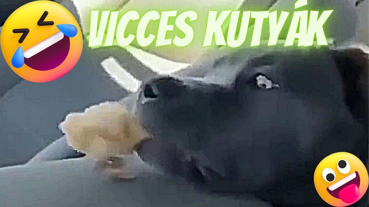 Aranyos &eacute;s vicces kutya vide&oacute;k &ouml;ssze&aacute;ll&iacute;t&aacute;sa - aranyos kutya - vicces kuty&aacute;k - vicces kiskuty&aacute;k