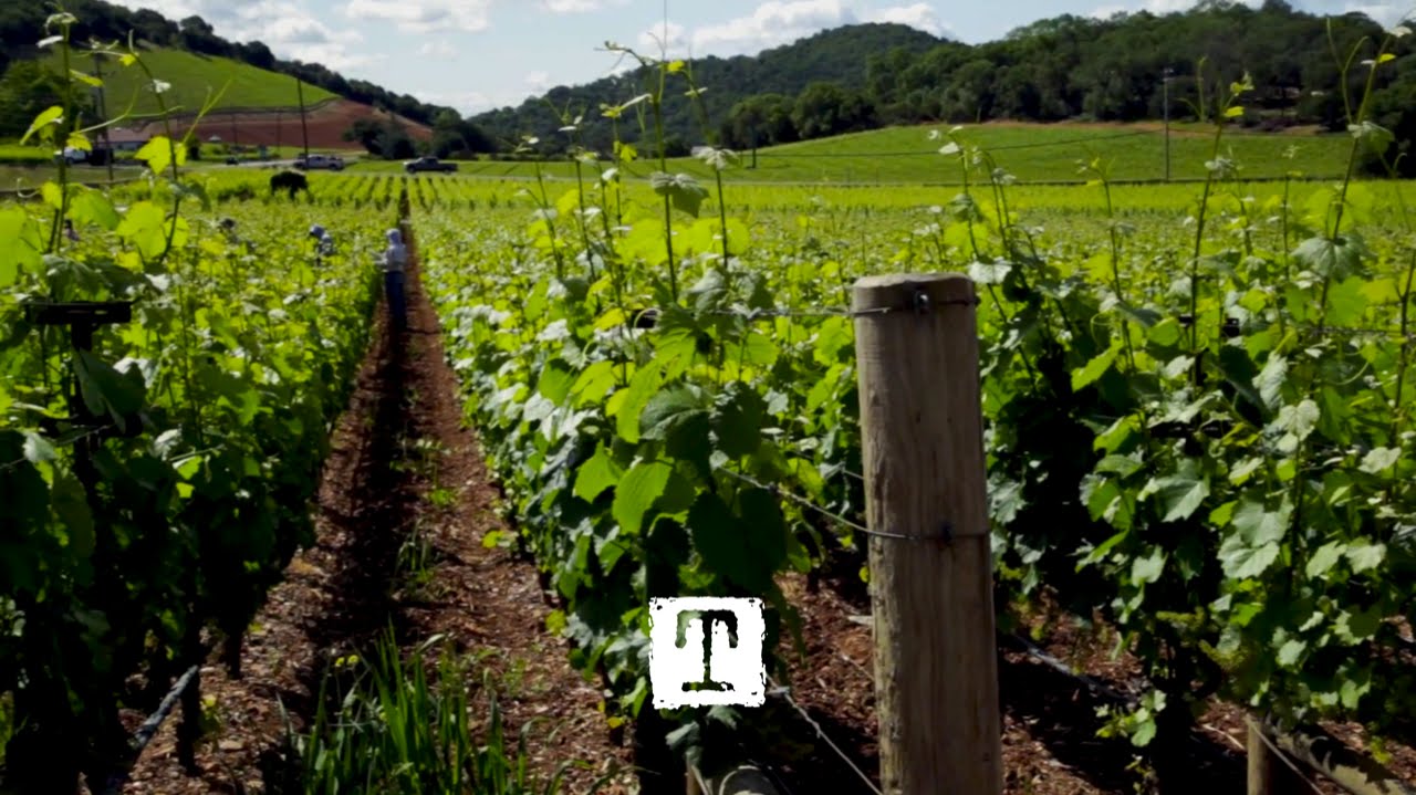 Virtual Tour of Rudd Winery Oakville Estate | TEALEAVES