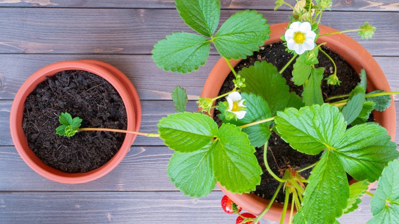 How to Root Strawberry Runners: A Step-by-Step Guide for Gardeners