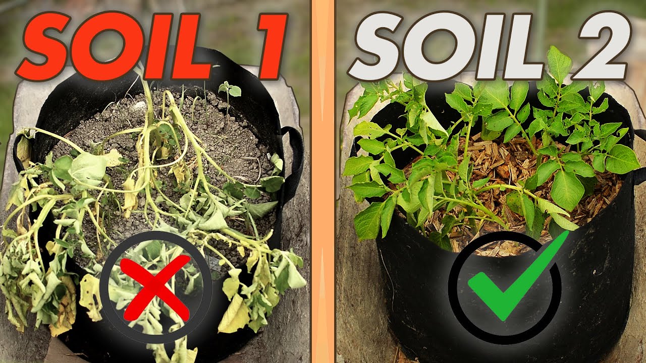 5 SOIL MIXES THAT CAN MAKE OR BRAKE GROWING POTATOES IN CONTAINERS AND BAGS!