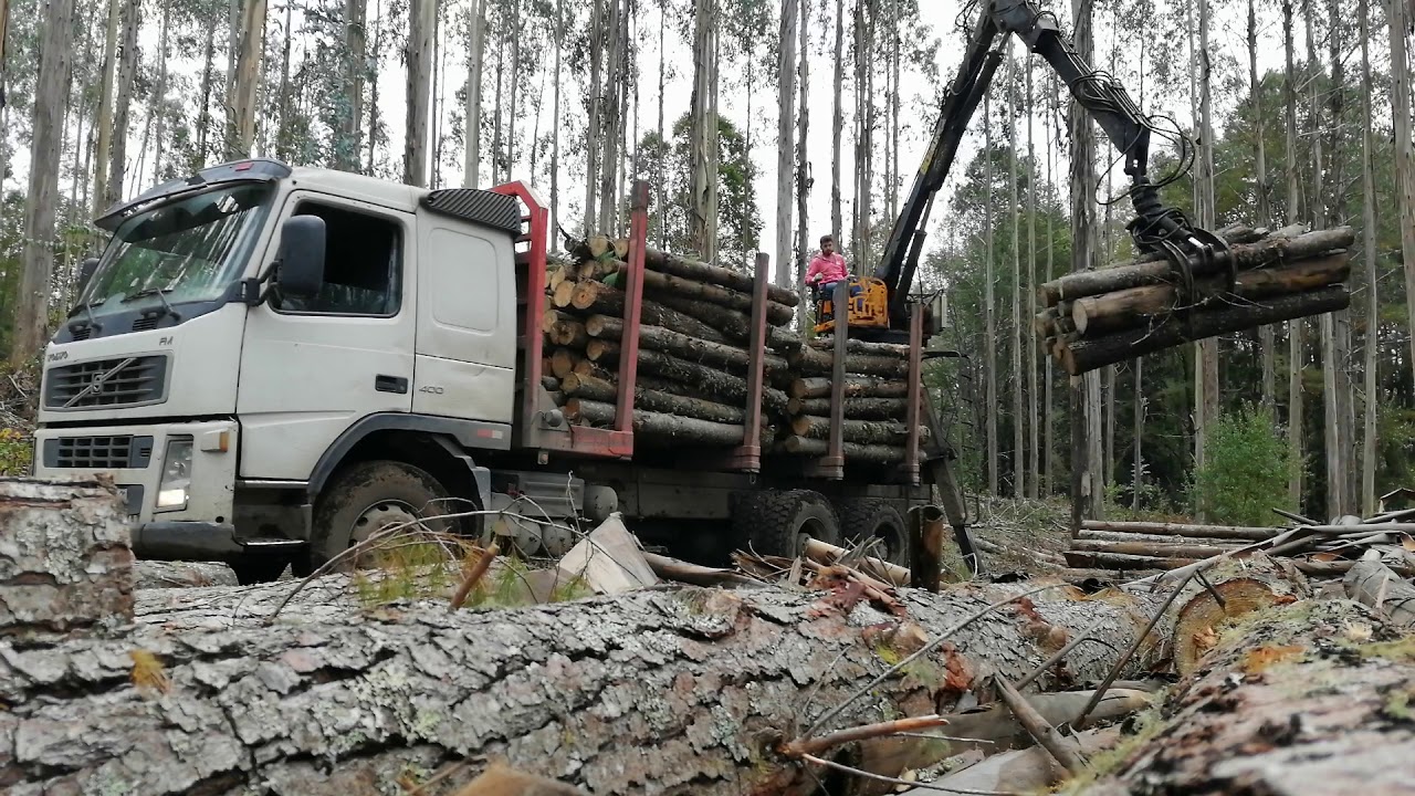 Camiones forestales Panguipulli.. rotobec💪