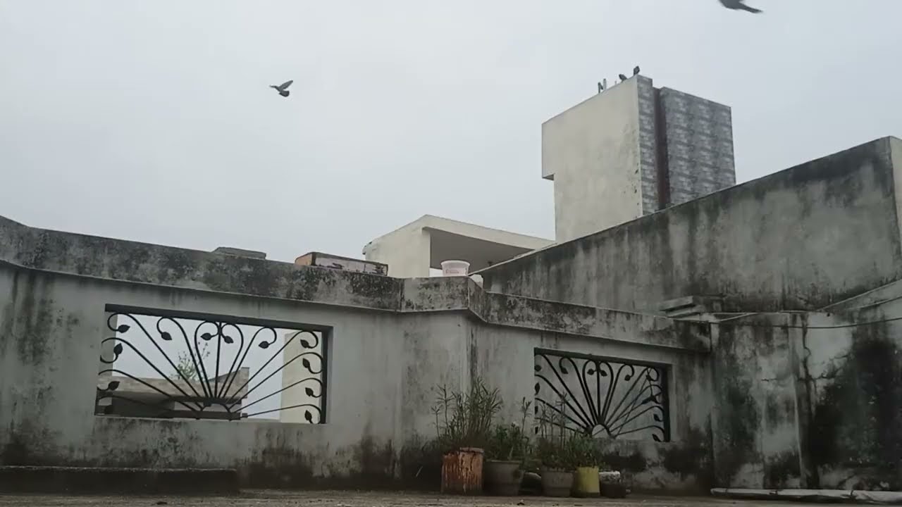 Live//bird's chirping