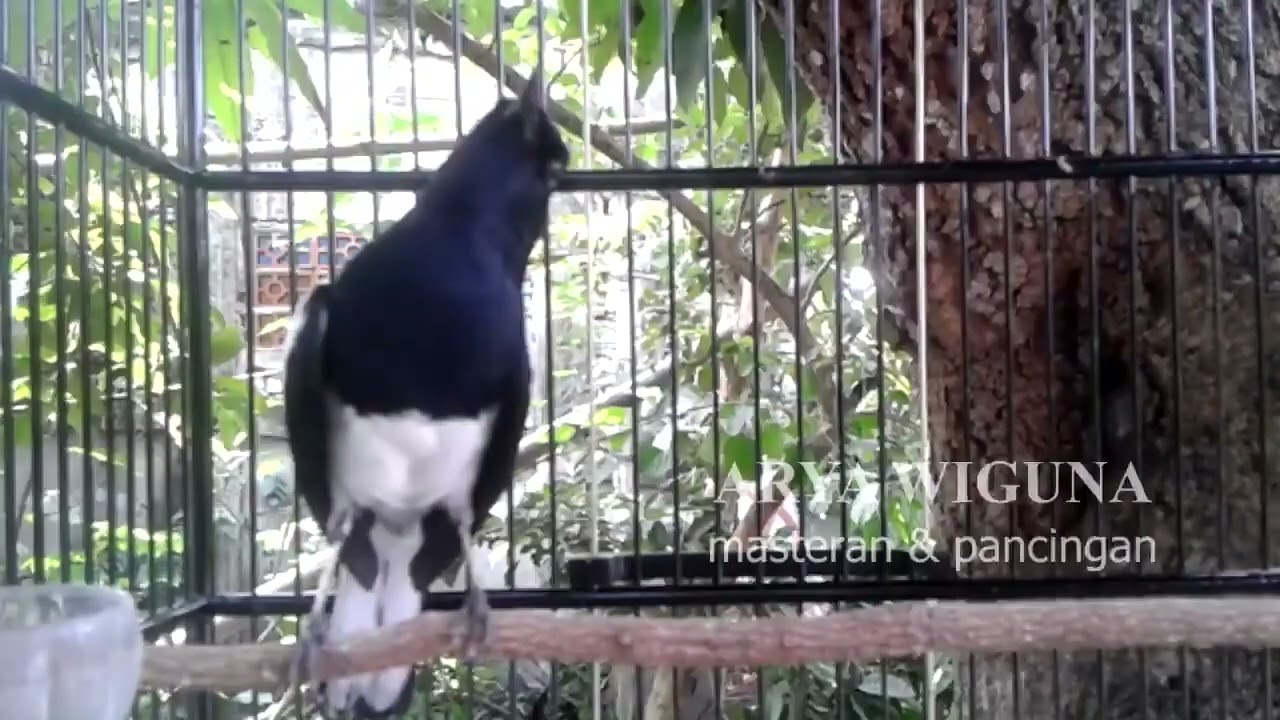 Suara ANEH Kacer ini Bikin HERAN