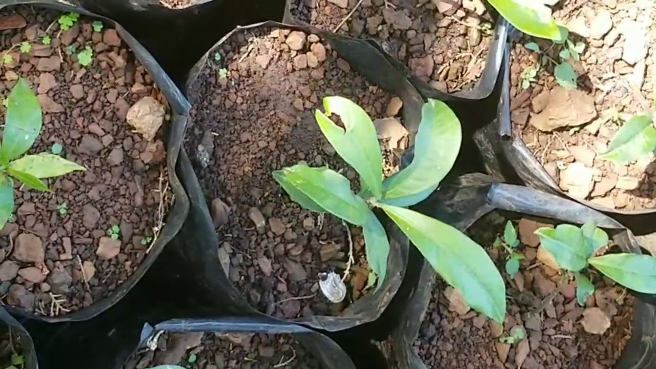 Title how to mass germinate bitter kola seeds