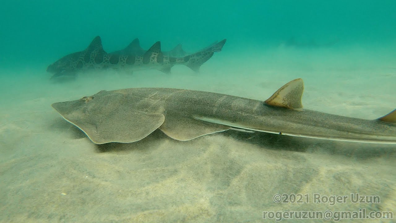 HDObservations : Shovelnose Guitarfish (4K UHD)