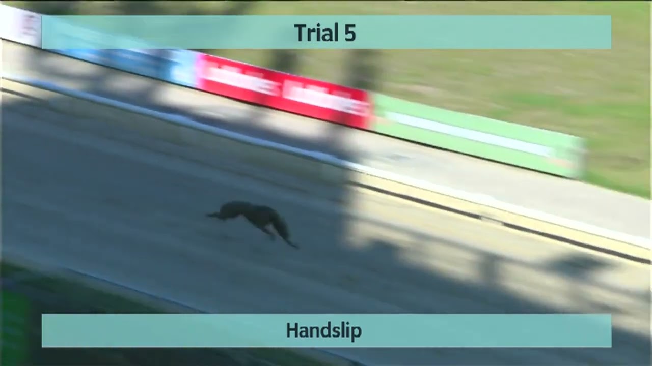 Monmore Greyhounds Trials on 18th March 2026