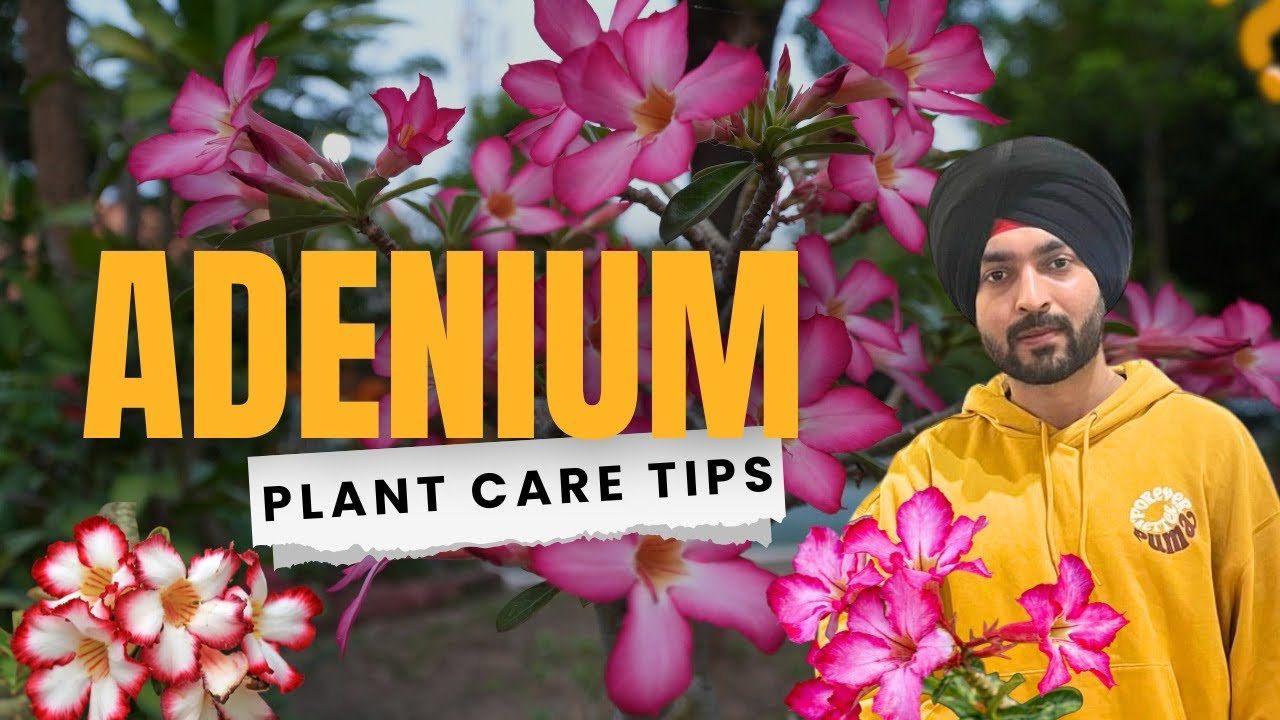How to take care of Adenium Plant | Desert Rose