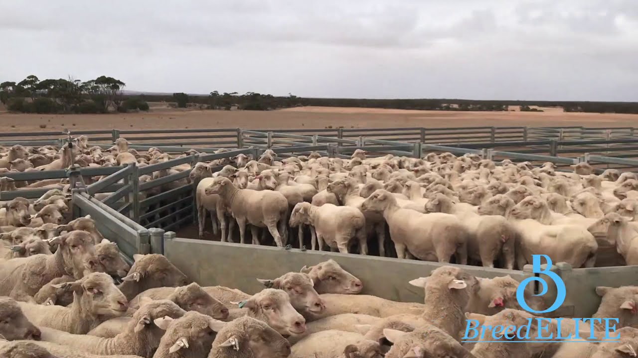 Sheep Auto Drafter AWESOMENESS! | Drafting 400 Ewes With The BreedELITE Sheep System