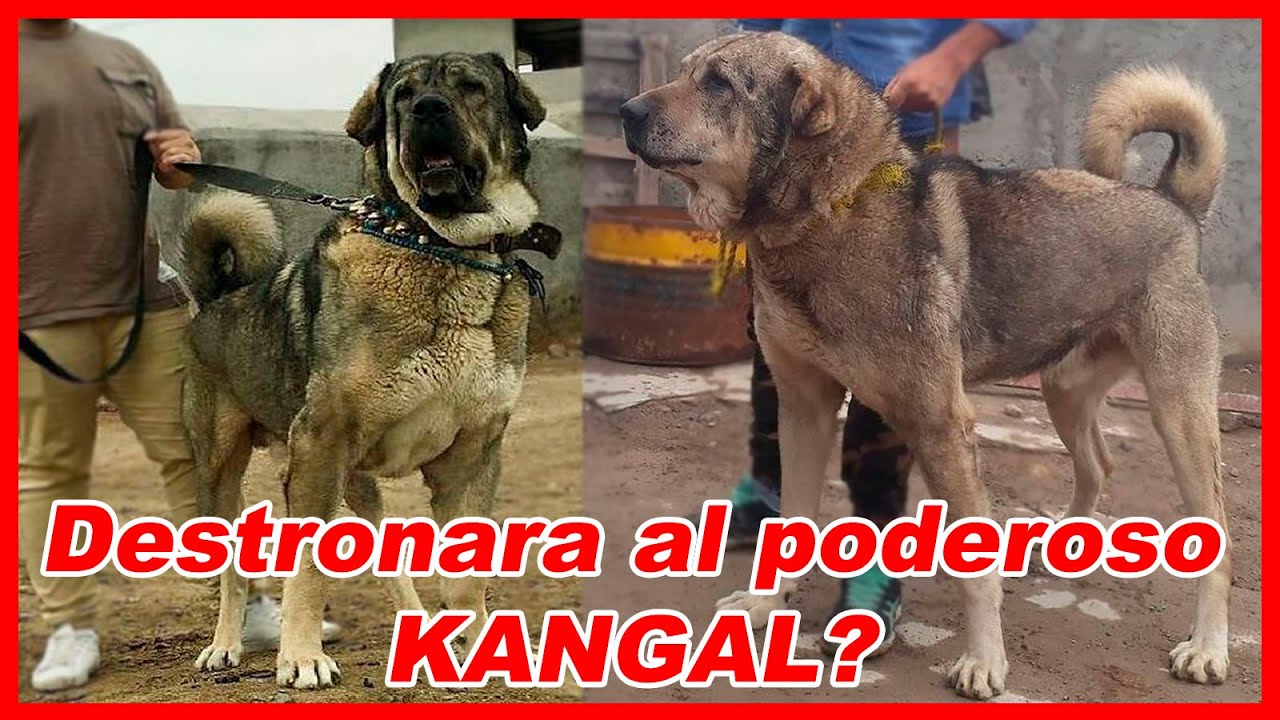 MASTÍN KURDO el rey de las BESTIAS 👑 (Perro Pshdar)