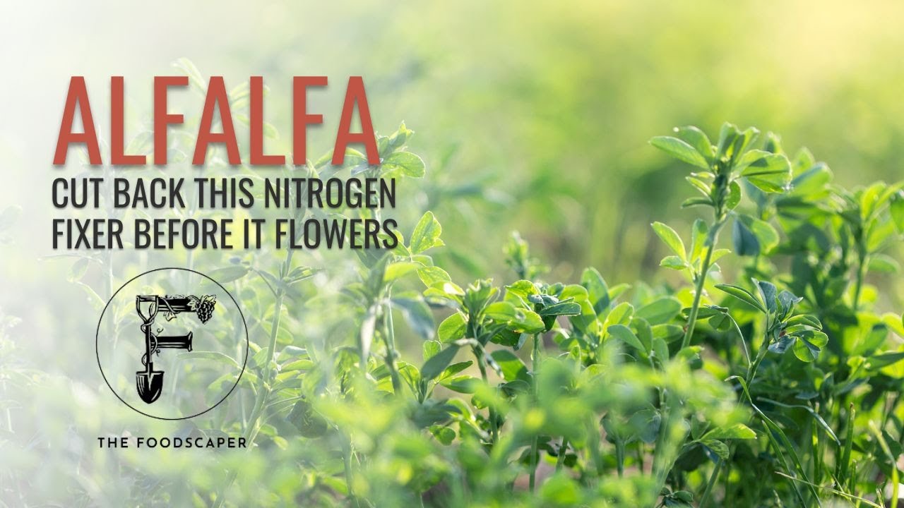 Use alfalfa as a perennial nitrogen fixer - but cut it back!