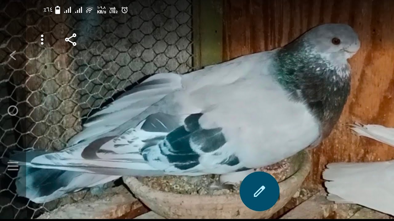 أول تصوير عن الفرخ وتحياتي لكل المشاهدين و المتابعين 