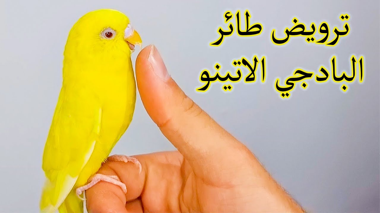 ترويض طائر الحب البادجي الاتينو على اليد و تجربة ترويض طائر البادجي بدون الصاق جناحة