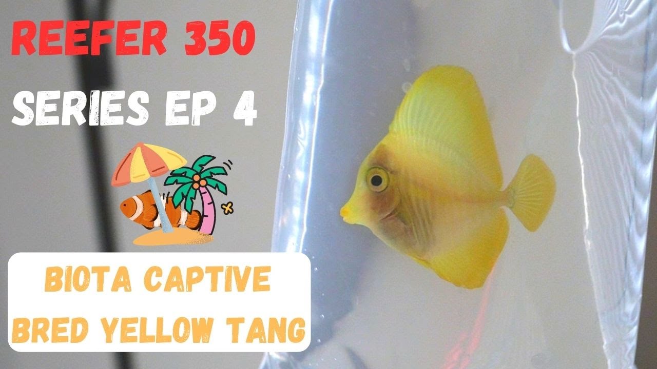 Redsea Reefer EP 4: YELLOW TANG and Blue Star Leopard Wrasse!