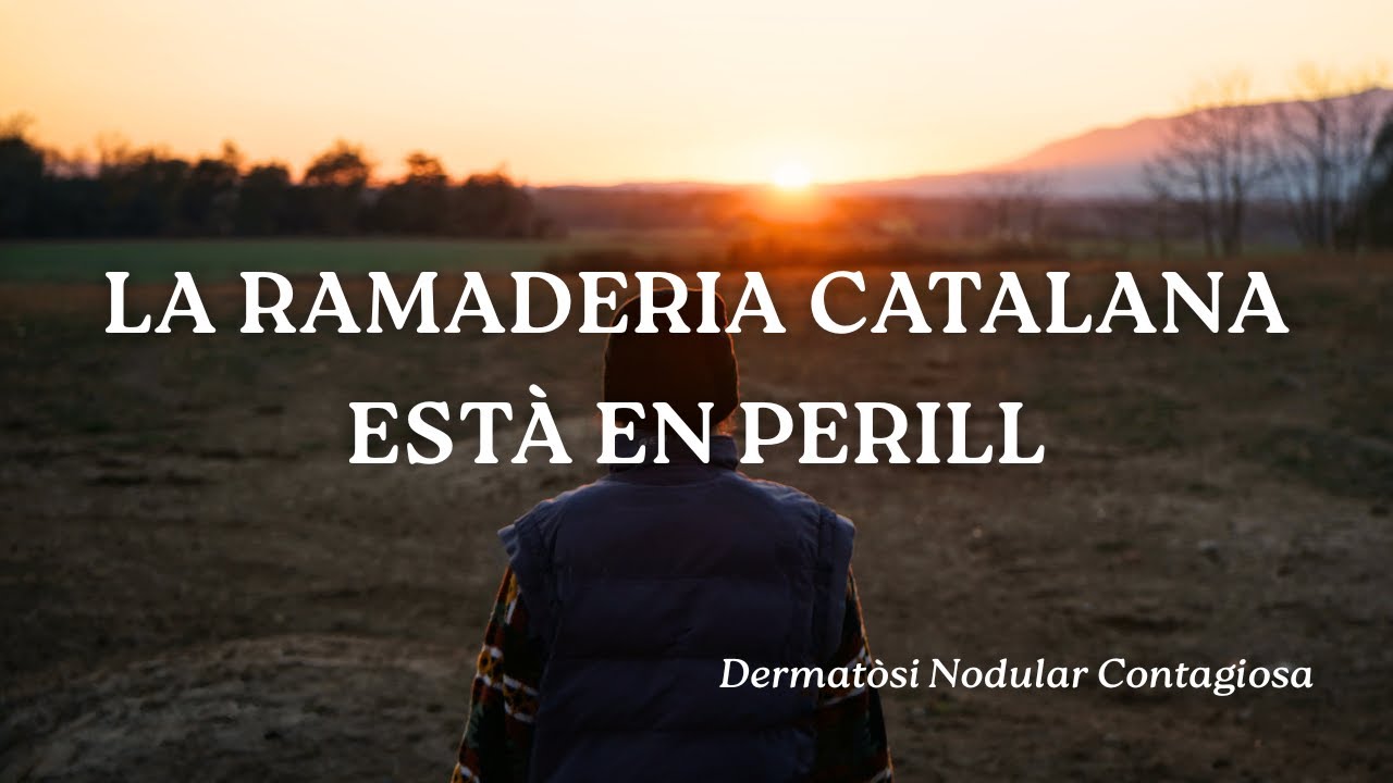 Dermatòsi nodular contagiosa | fem front a la malaltia que amenaça les nostres vaques