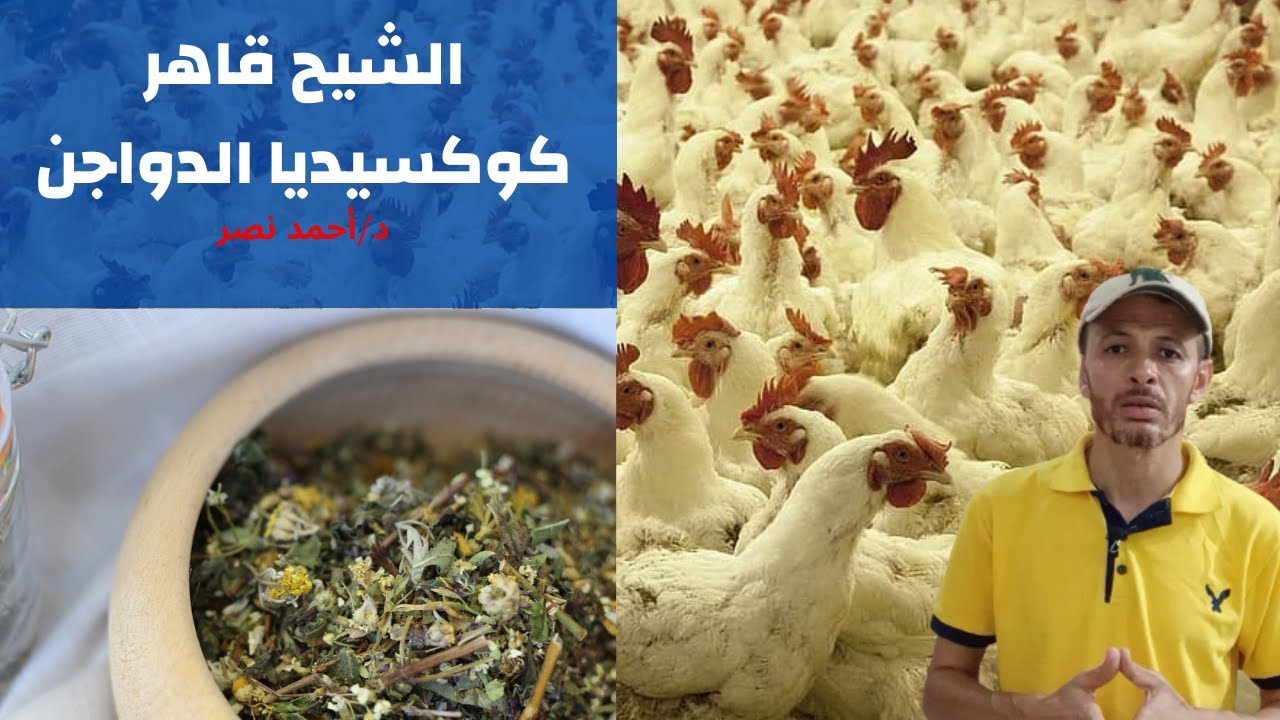 فوائد الشيح للدواجن | تربية الدواجن بالاعشاب