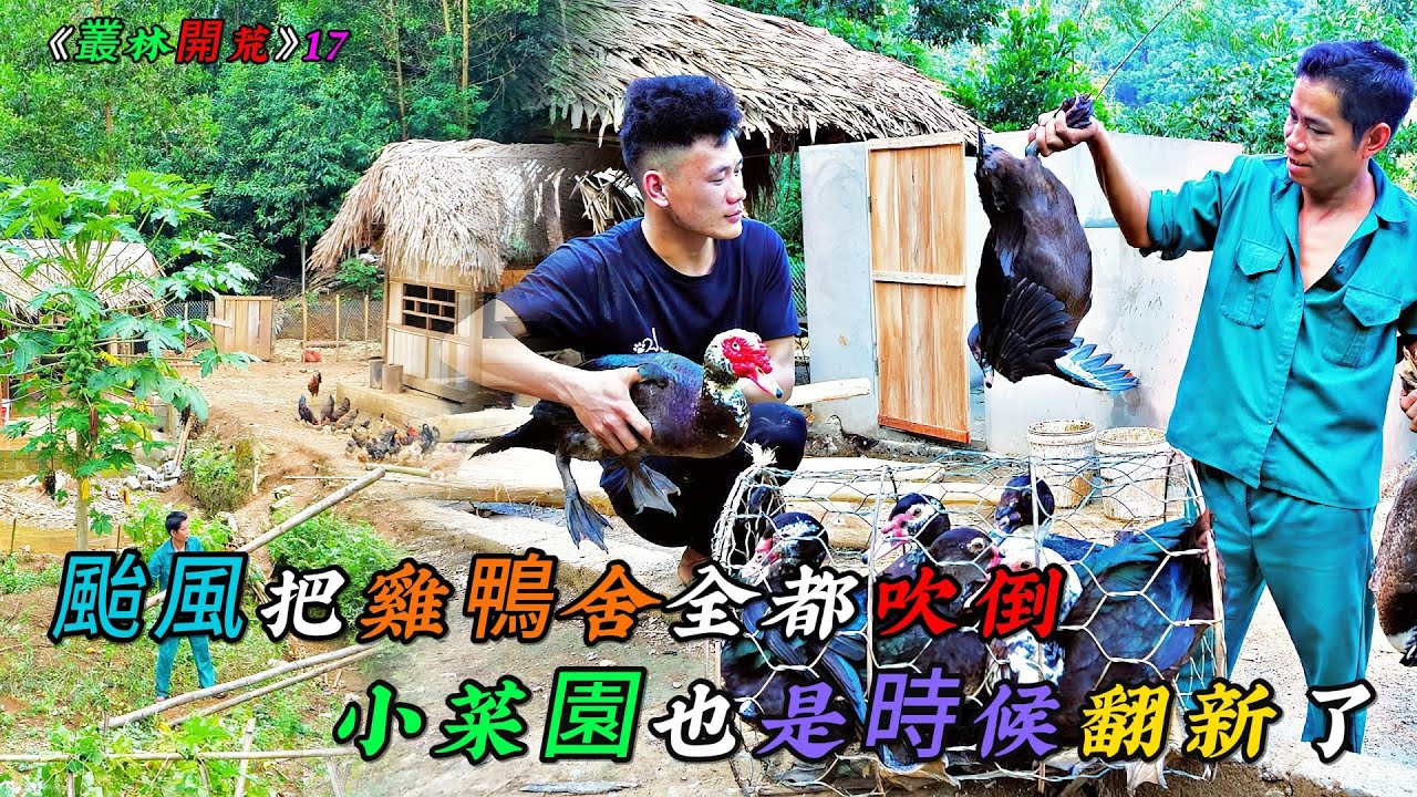 颱風把雞鴨舍全都吹倒，小菜園也是時候該翻新了《叢林開荒》17