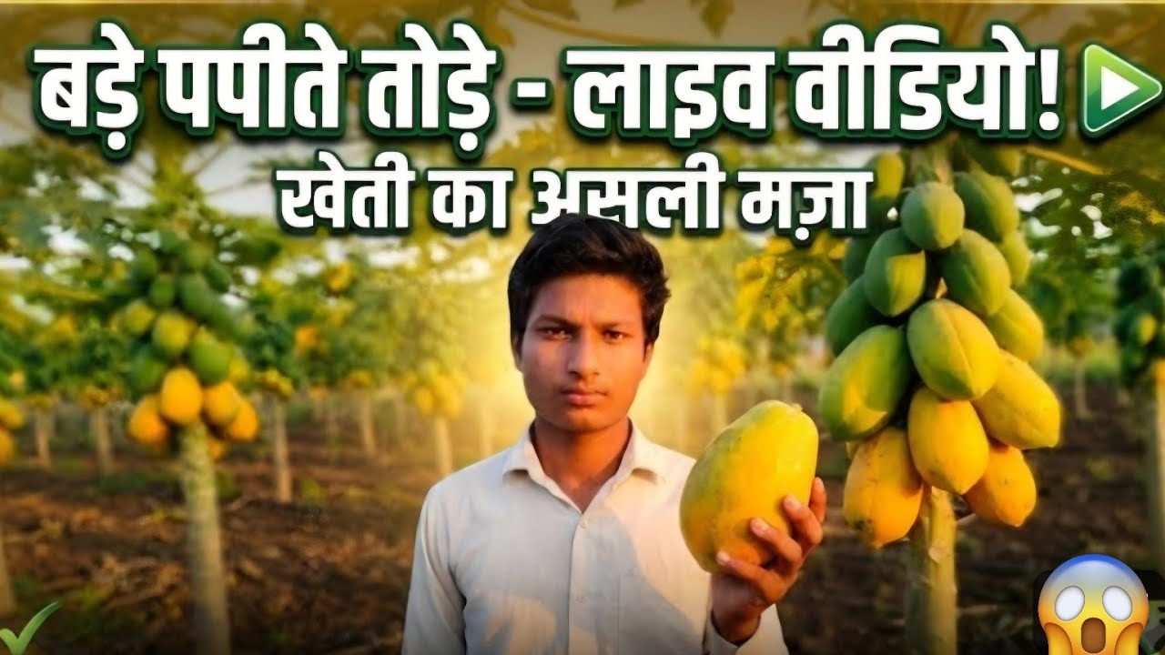 PAPAYA HARVEST पपीता घर में ही उगा डाला papaya growing tips 🤩🤩REALITY CHECK 