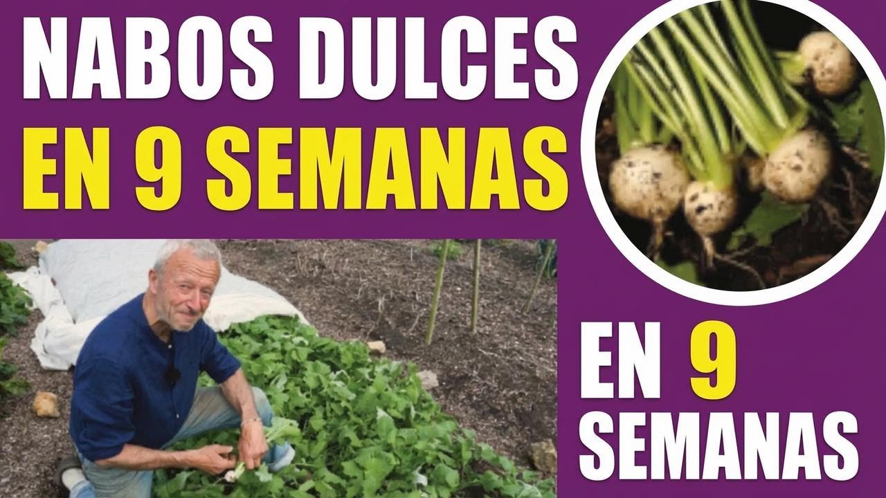 Aprende a cultivar nabos todo el año: siembra, trasplante y cosecha sin cavar