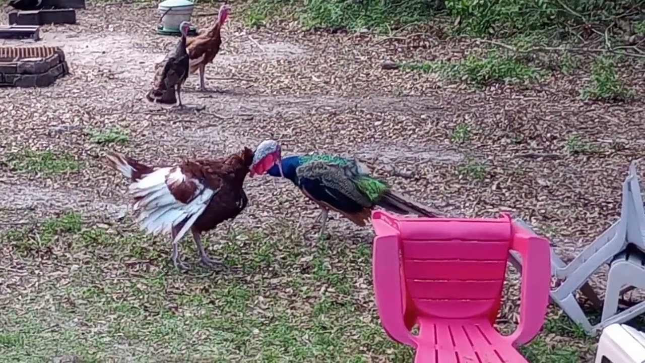 Peacock Vs. Turkey