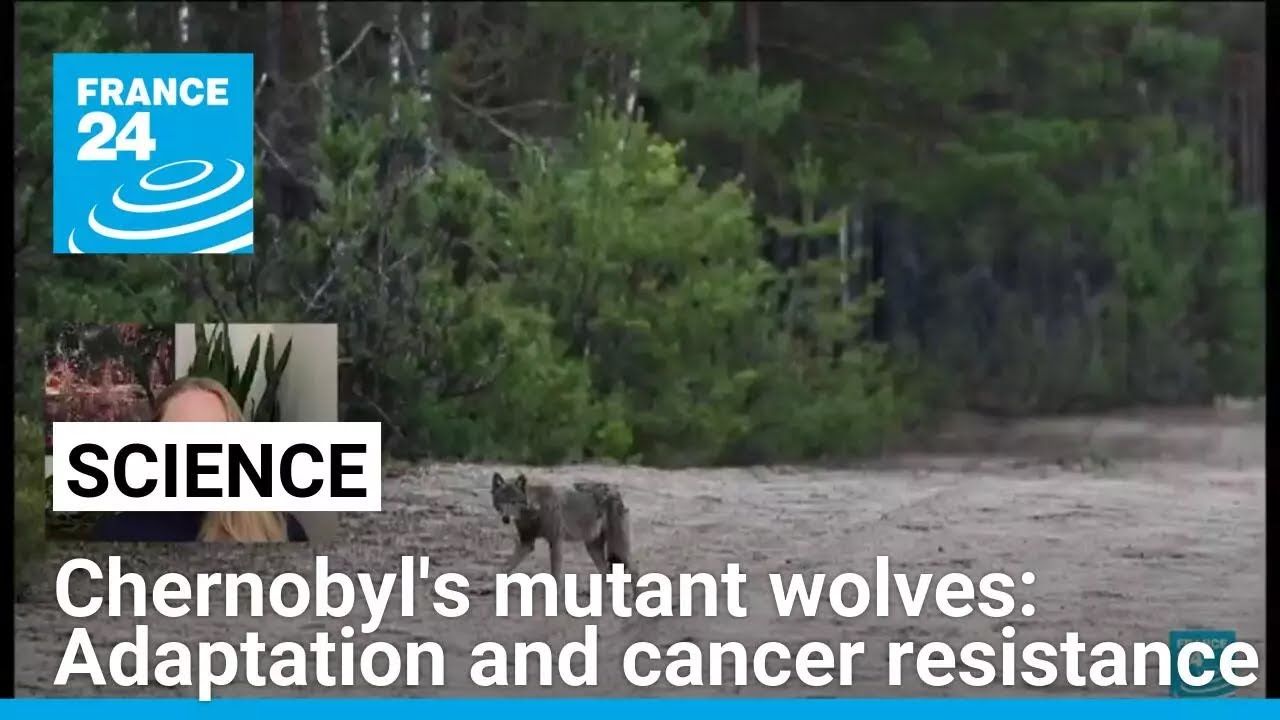Chernobyl's mutant wolves: A case study of adaptation and cancer resistance &bull; FRANCE 24 English