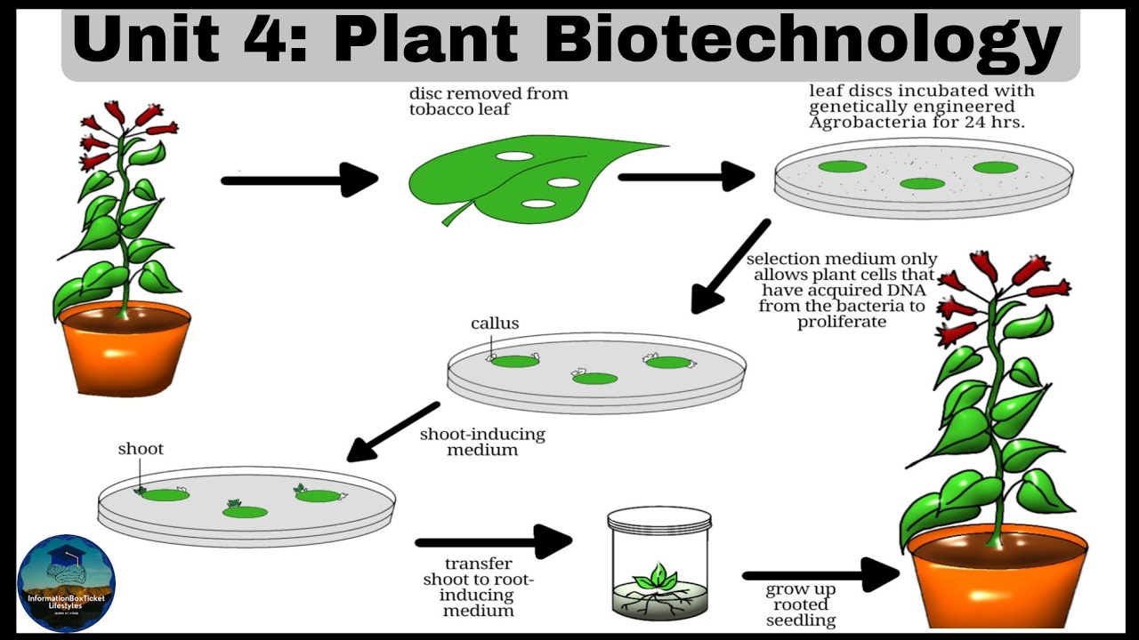 Unit 4: Plant Biotechnology - Biotechnology Lectures - Microbiology Class - by Doctor-Dr | Easy Lecs