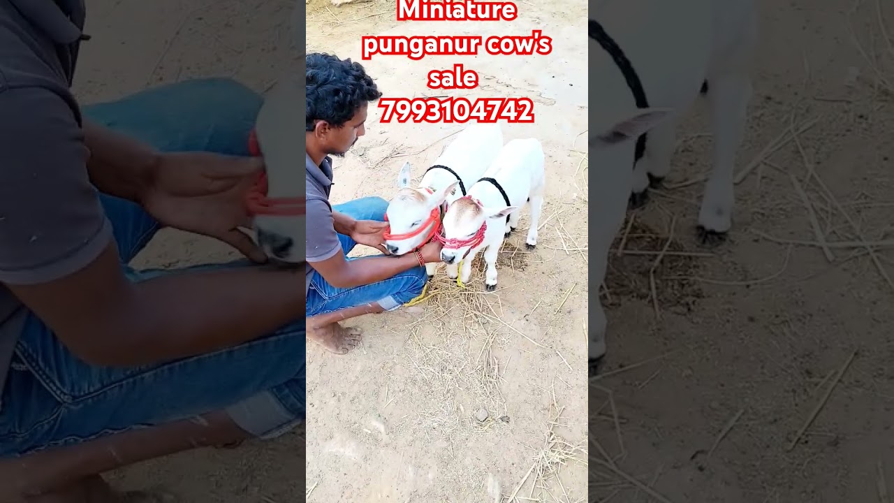 Miniature punganur cow's sale 7993104742