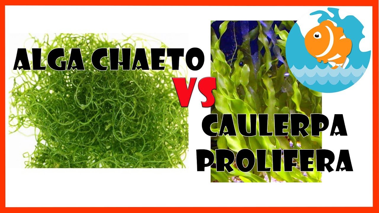 VENTAJAS Y DESVENTAJAS ALGA CHAETO VS CAULERPA PROLIFERA