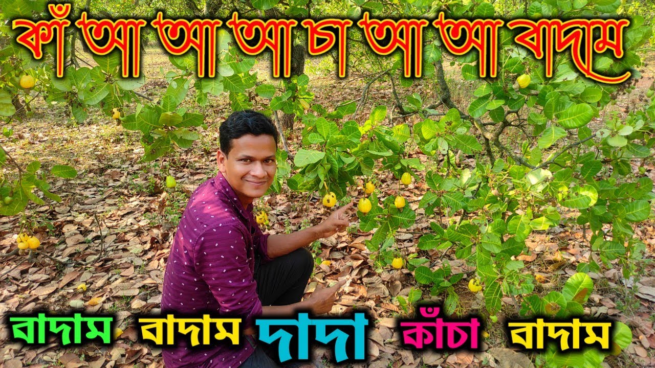 Kaju Badam এর জঙ্গলে গিয়ে পেট ভর্তি করে Ros Badam khelam || Kacha Badam || Journey with Manab
