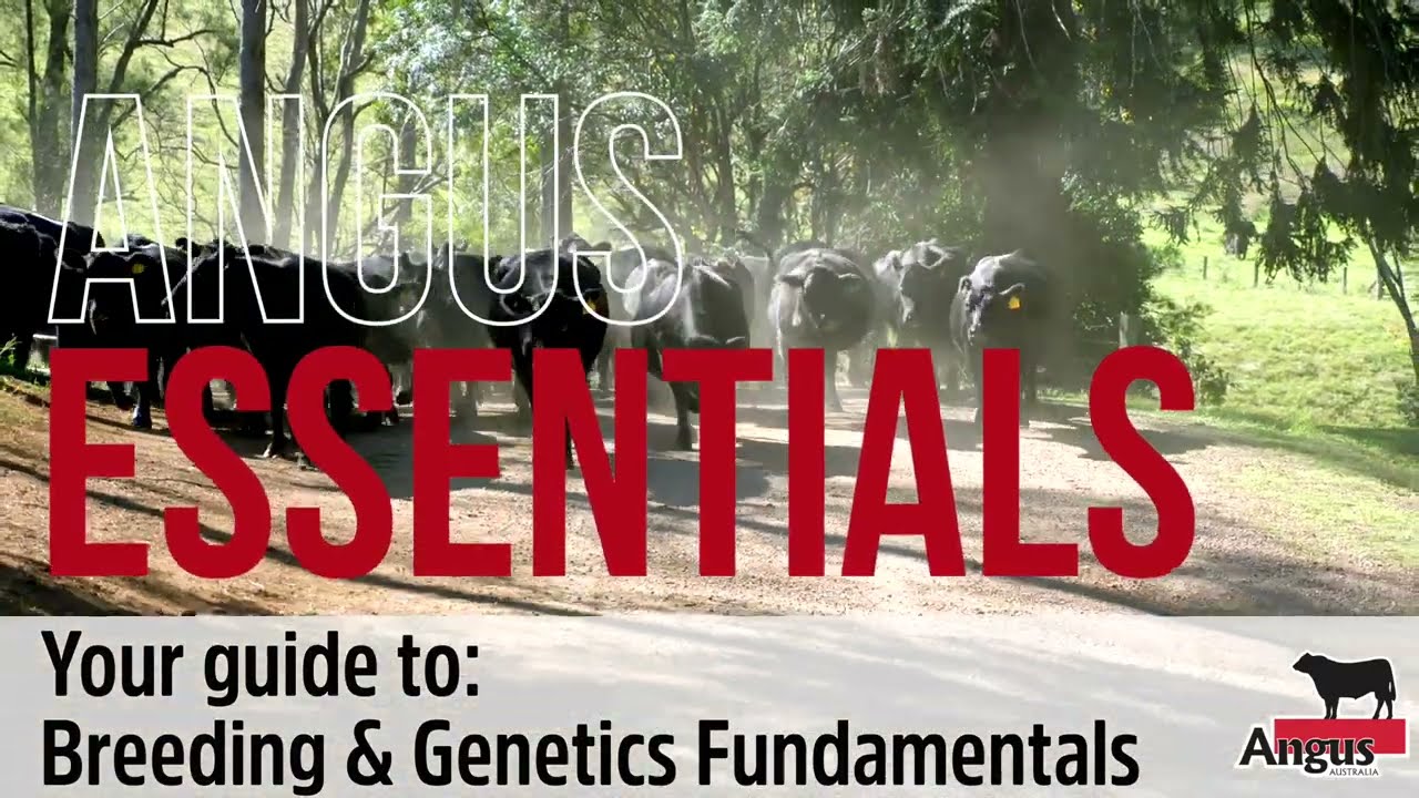 Angus ESSENTIALS - Breeding & Genetics Fundamentals