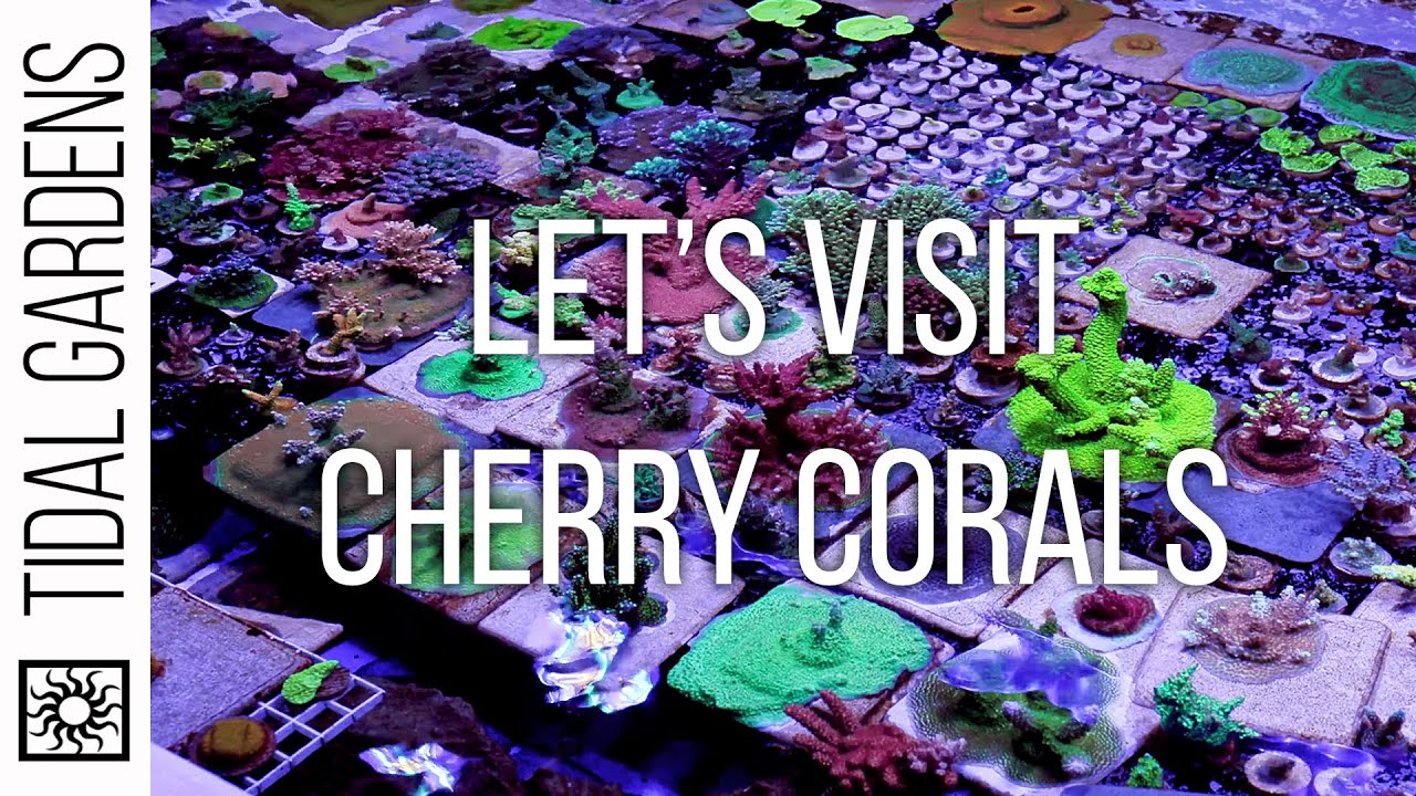 Визит Tidal Gardens в Cherry Corals!