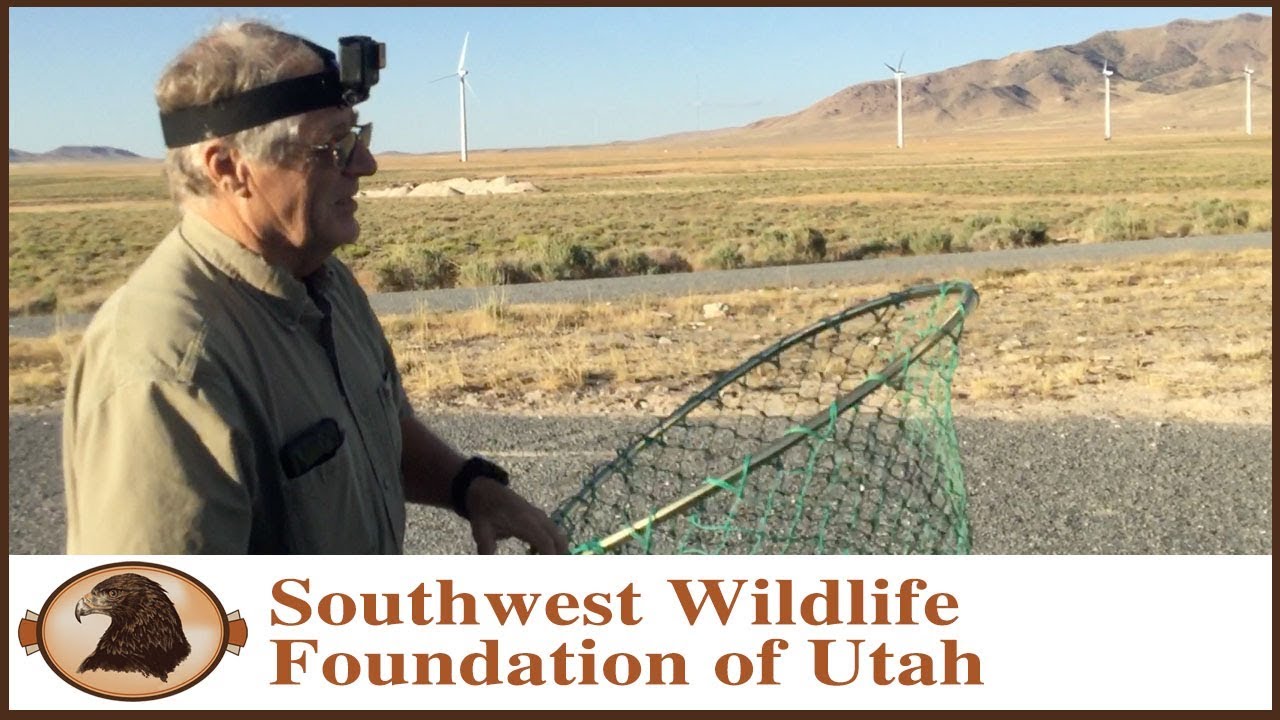 In Search of a Hawk and a Great Horned Owl