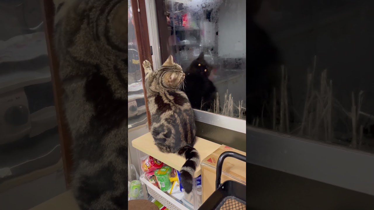 早朝6時まっくらにゃん😿💦