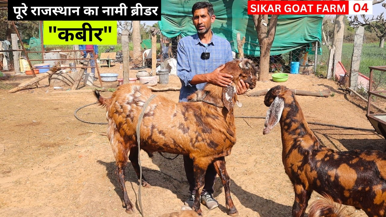 Goat farming में पूरे राजस्थान का नामी ब्रीडर 