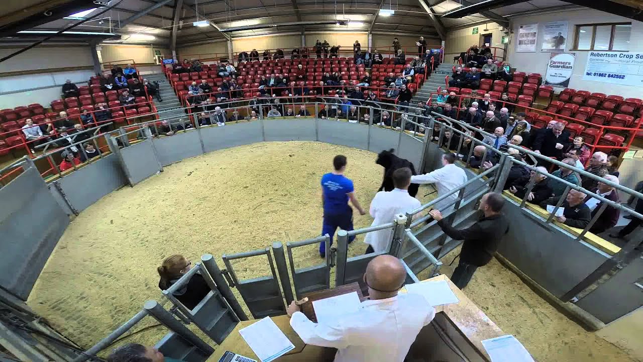 Dingwall & Highland Marts Ltd - 1st District Ballot Sale - 07/10/2015
