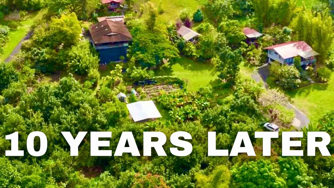 10 Years Later: What A Hawaii FRUIT TREE ORCHARD Looks Like Now
