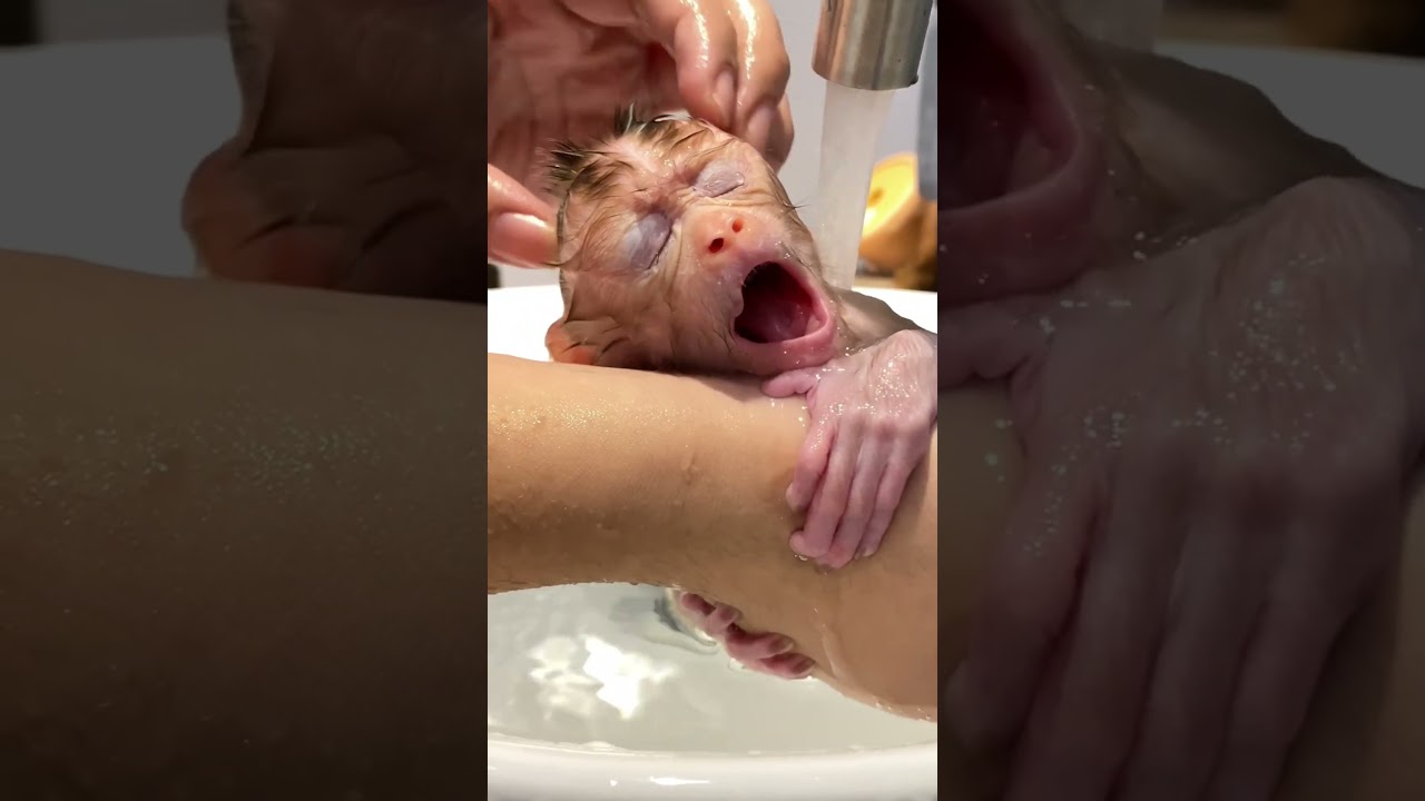 Baby Monkey Melts Hearts Sleeping in Caretaker&rsquo;s Hands During Bath Time! 🐵💤🛁