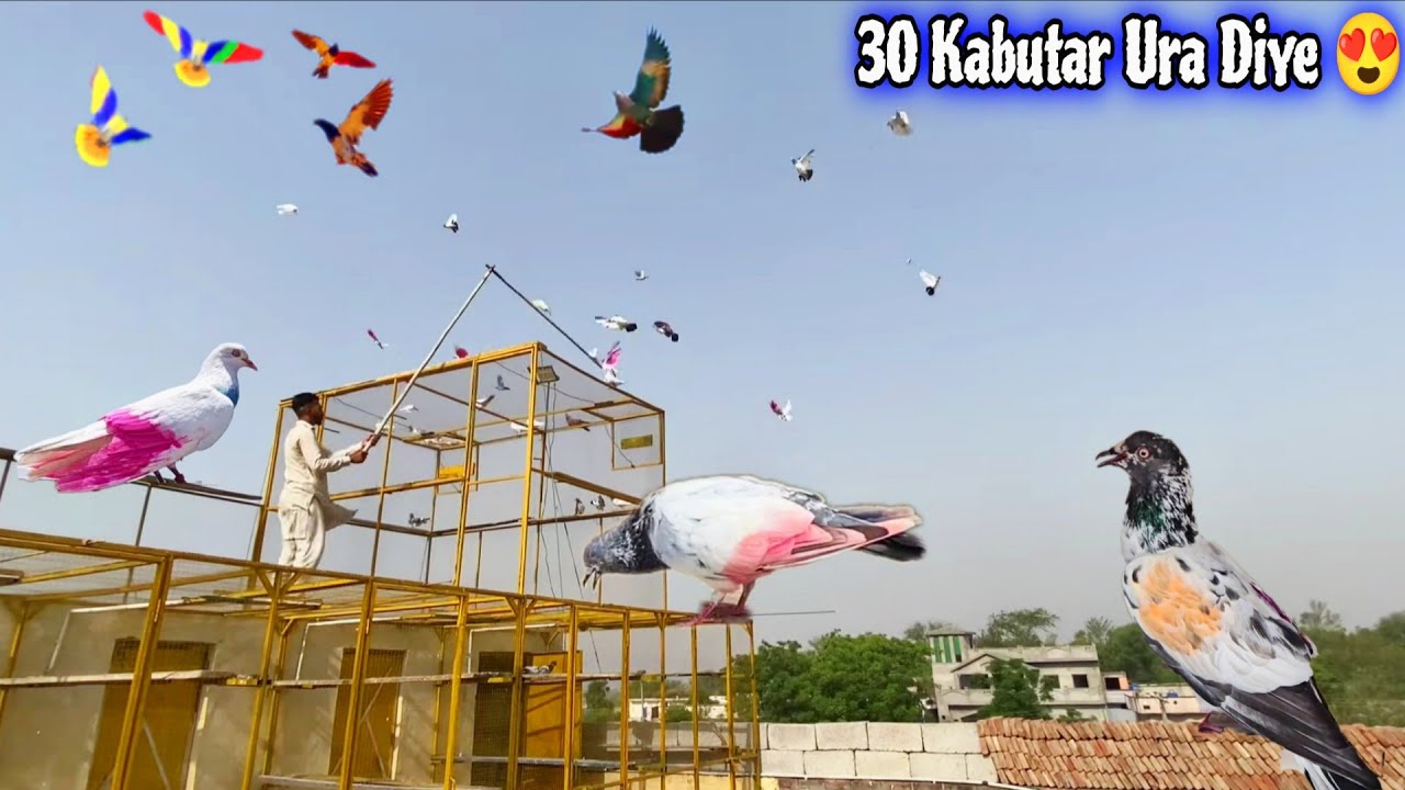 Aj Pakre 30_kabutr Ko Ura Diya 🔥